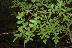 Limonia crenulata